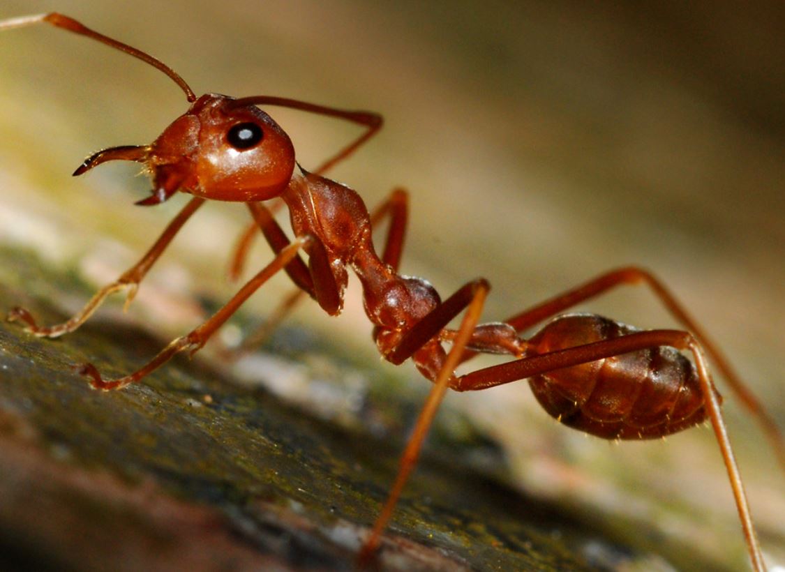 Ant removal service