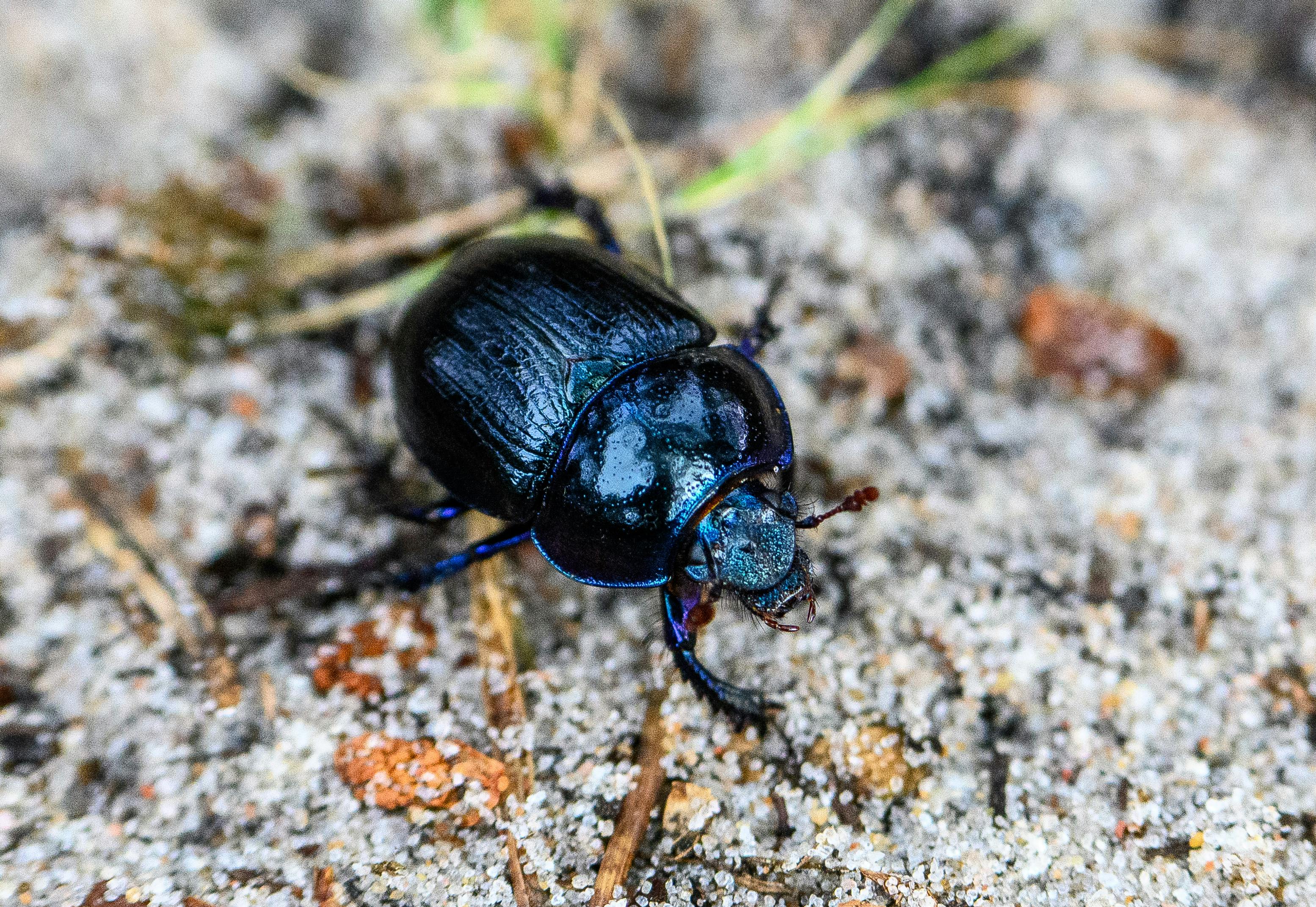 Beetle control service