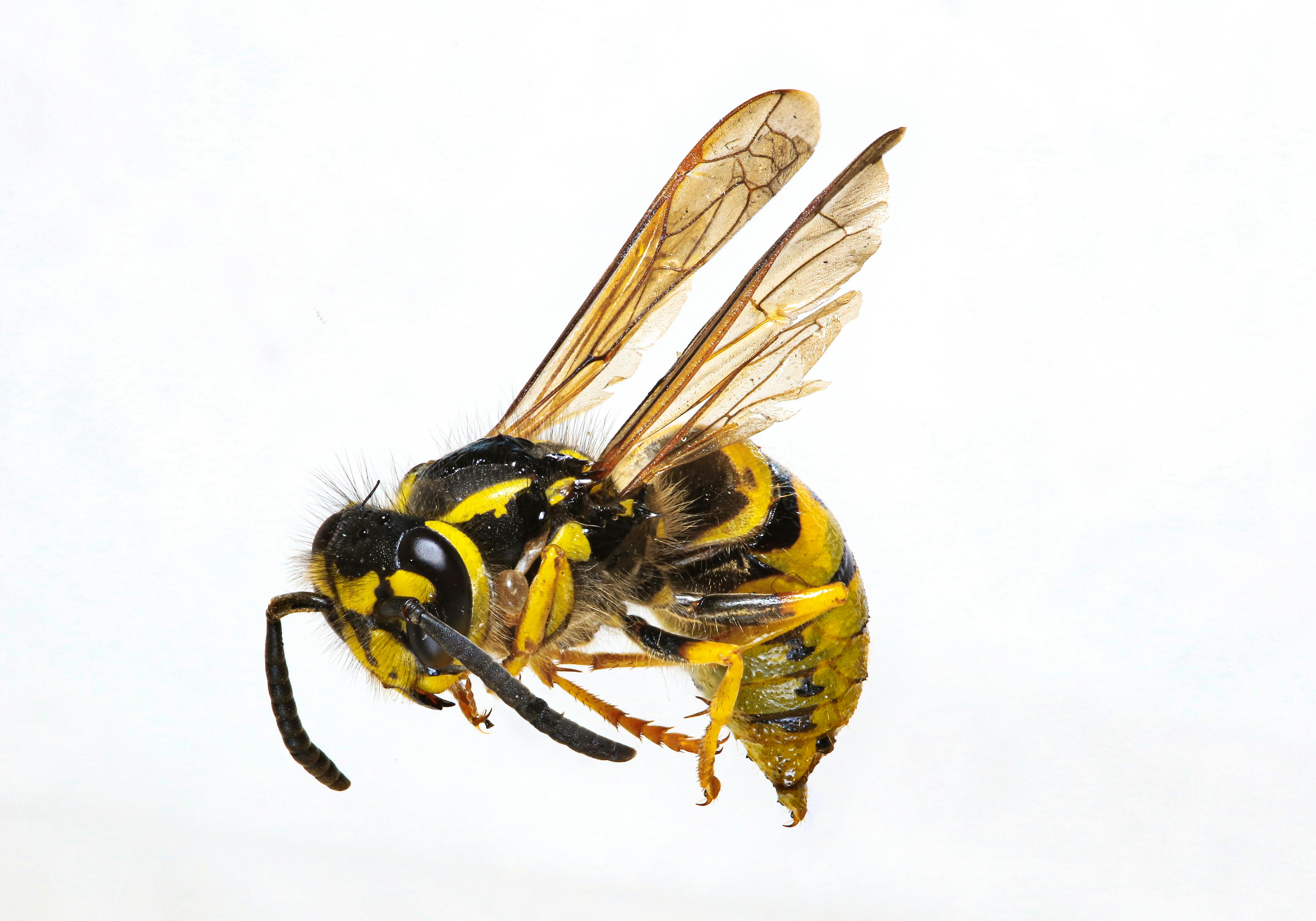 Wasp control service